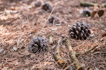 Close up view of pine cones