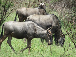 Wildebeest captured in Pilanesberg during a grazing moment.
