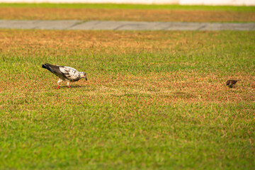 The pigeons were looking for food that fell on the lawn.