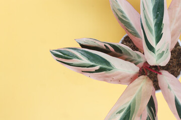 multicolour calathea plant. ornamental plant that has broad pink and green leaves