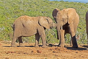 Fototapeta premium Baby and juvenile elephant playing