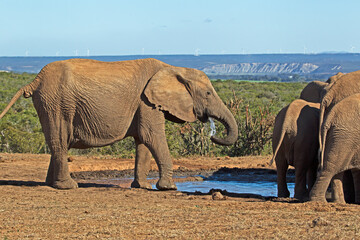 Elephant female drinking at waterhole