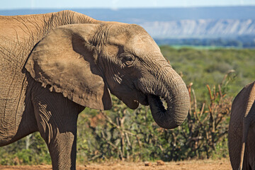 Tuskless female elephant with trunk in mouth