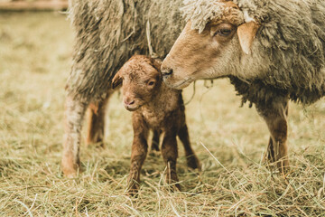 Shot of a newborn baby lamb with cute face in a herd of sheep