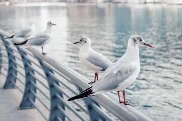 Seagulls sit on the parapet of the embankment in the Dubai Marina area. Picture creates a vintage sea atmosphere