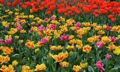 Red and Yellow Tulips in a field on a spring sunny day