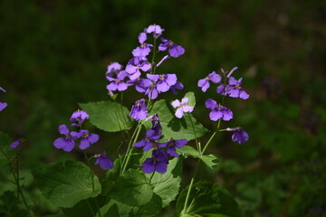 Chinese violet cress (Orychophragmus Violaceus). Brassicaceae plant.