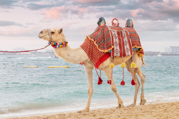 A camel with a saddle embroidered in national Arabic patterns on the Persian Gulf coast....