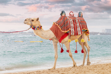 A camel with a saddle embroidered in national Arabic patterns on the Persian Gulf coast. Entertainment for tourists and vacationers