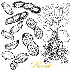 Paenut. Set.Nuts in whole and ripe peel. Leaves.Rhizome with nuts. Handdrawing. Stock black white illustration.On white background.Vector. Sketch. For packaging and labeling of peanut products.
