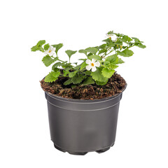Potted Bacopa monnieri