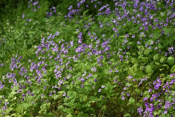 Chinese violet cress (Orychophragmus Violaceus). Brassicaceae plant.
