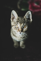 Portrait of a little cat inside a house