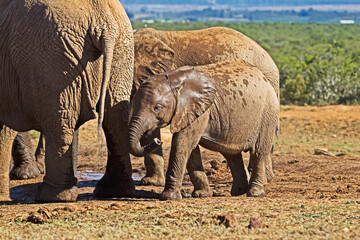 Fototapeta premium Baby elephant with wet ears next to large cow