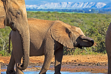 Fototapeta premium Baby elephant wiping eye with trunk