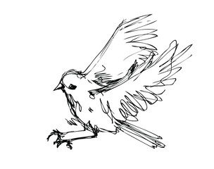 Vector ink sketch of the flying bird