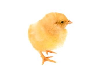 Small yellow chicken on a white isolated background. Mockup for the design of advertising bird feed and medicines. Bird flu. copy space. 