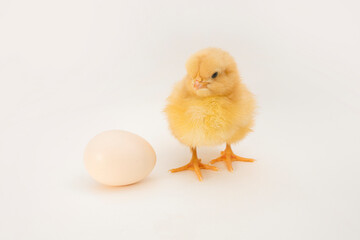 A small newborn yellow chicken stands near a chicken egg on a light white background. The concept of giving birth to chickens from an incubator. Easter. copy space for text. mockup
