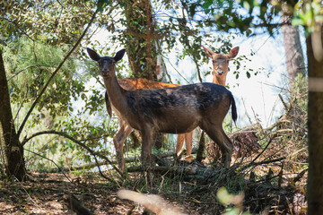 Fototapeta premium View of some deers into the forest