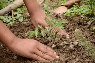 tomato plant soil heap in hands over out of focus brown background.