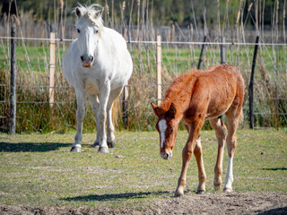 Obraz na płótnie Canvas Mother and baby Camargue horses during springtime in the south of France