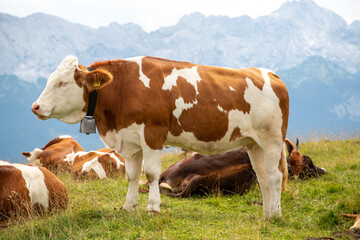 Fototapeta na wymiar Bavarian cows grazing on an alpine pasture in mountains. Swiss alps cow in a bell