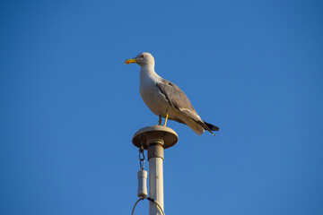 A seagull stands on a flag post in Cannes, South of France