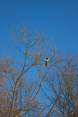 birds on a tree