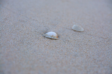 Sea shells on sand., Sea shell on the tropical sandy beach and Space for text.