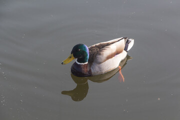 Male mallard duck swimming on a river