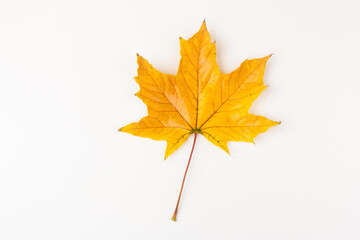 Autumn maple leaf close-up on white background. rich color background
