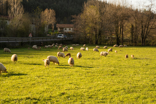 Sheeps Grazing In The Basque Country, Spain