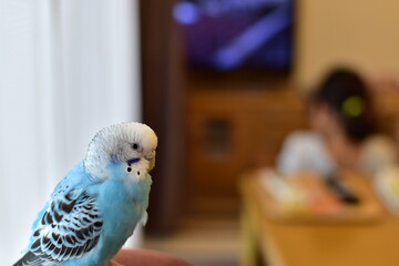 parakeet and child