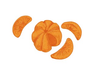 Peeled tangerine with mandarin segments or slices. Composition of clementine pieces without skin. Realistic hand-drawn vector illustration of exotic citrus isolated on white background