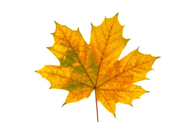 Fototapeta na wymiar Autumn maple leaf close-up on white background. rich color background