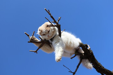 木登りアニマル