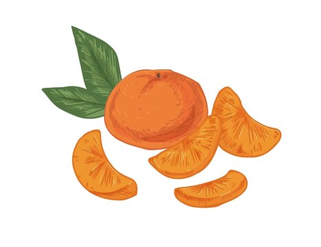 Whole tangerine with peeled slices of mandarin. Composition with fruit, pieces and leaves of clementine. Realistic hand-drawn vector illustration of exotic citrus isolated on white background