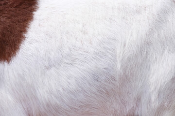 White soft  fur goat texture abstract natural background