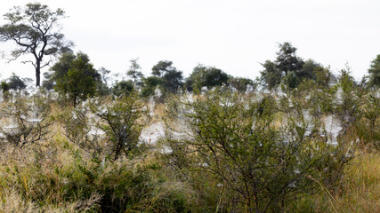 Obraz na płótnie Canvas Spider webs in trees on a misty morning