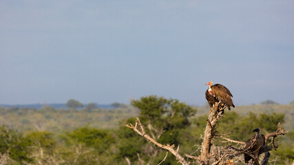 Hooded vulture perched in a dead tree