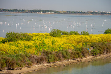 Flowers blooming during springtime in the south of France