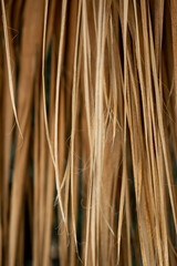 Abstract texture background of dry pampas palm leaf.