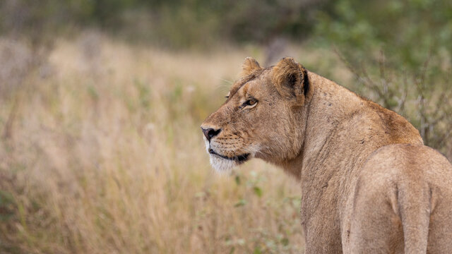 A lioness watching her surroundings