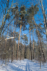 trees in winter