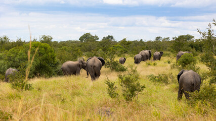 African elephant herd walking into the bush