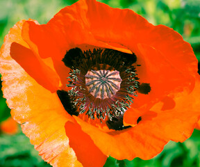red poppy flower, summer garden, background