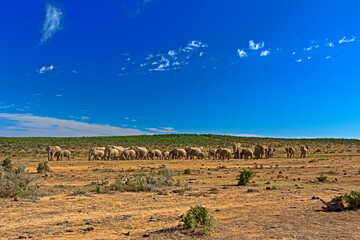 Naklejka premium Landscape of large herd of elephants and blue sky