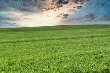 Obraz na płótnie Canvas Hermoso atardecer sobre pradera verde de trigo sembrado