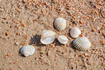 Sea shells on a sandy beach