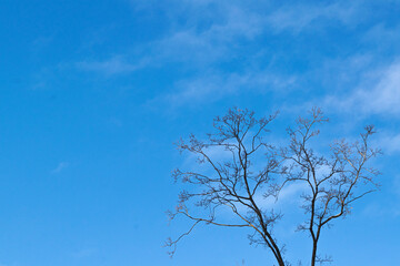 Obraz premium tree and sky